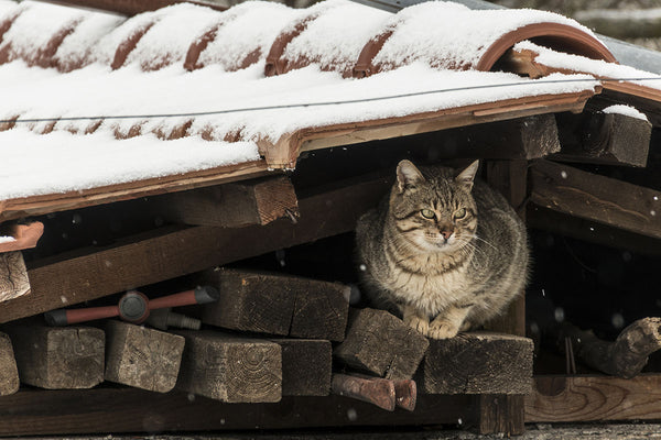 How Can I Help a Stray Cat in the Winter