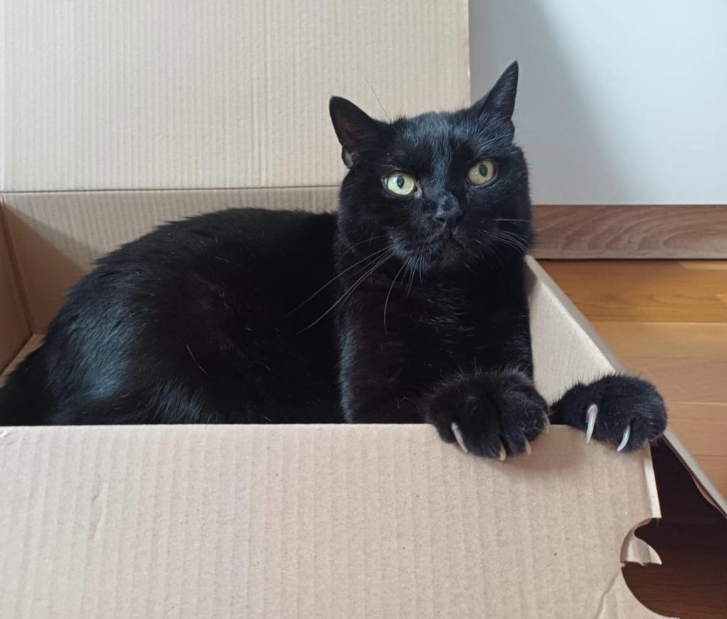 How to Claim Cat