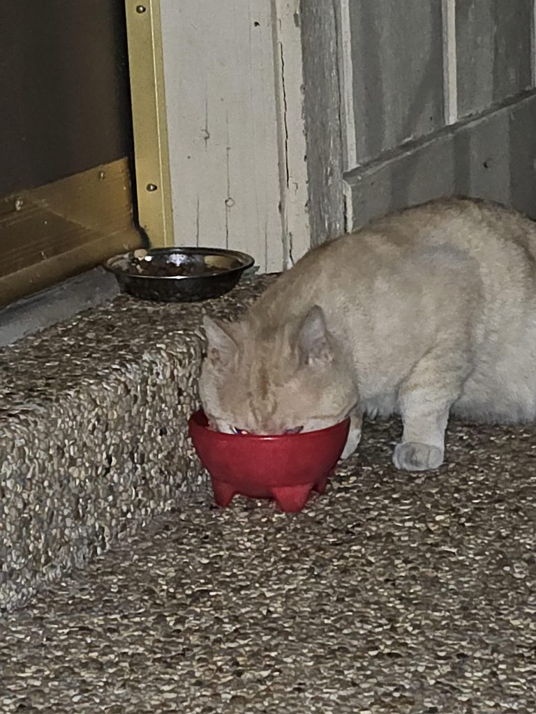 How to Make a Stray Cat Leave
