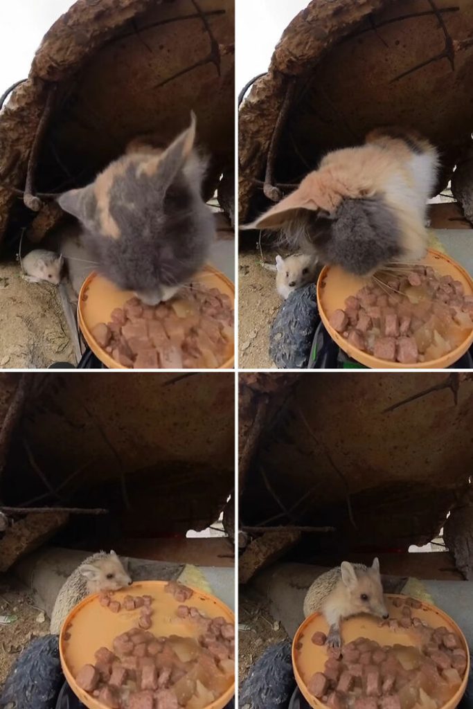 What Should I Feed My Stray Cat
