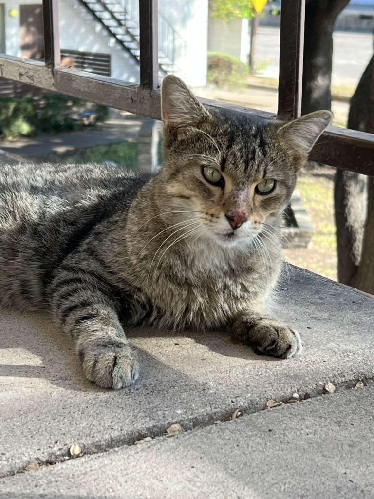 Why is My Stray Cat Not Eating