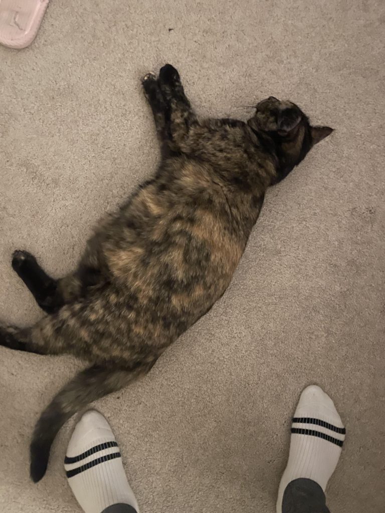 Why is This Stray Cat Following Me